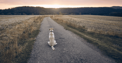 Arterra vs. Loyal – Comparing Two Paths to Canine Longevity