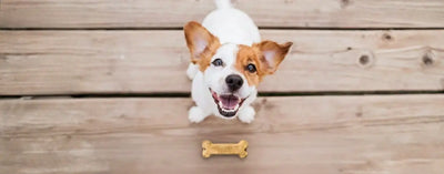 How Arterra Dental Chews Are Different: A Science-Backed Approach to Canine Oral Health