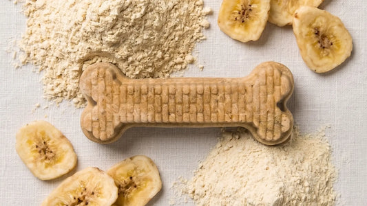 The Role of Banana Fiber in Canine Oral-Gut Signaling