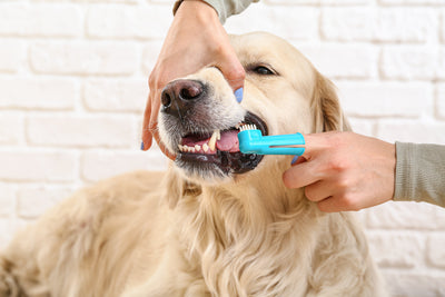 Peanut Butter, Not Poultry: Why We Refuse to Put Fake Chicken in a Dog Toothpaste