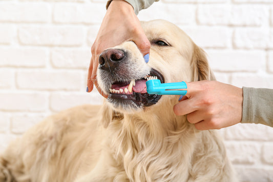 Peanut Butter, Not Poultry: Why We Refuse to Put Fake Chicken in a Dog Toothpaste