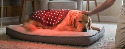 How Red Light Therapy Works in Dogs: Science, Benefits, and Safety