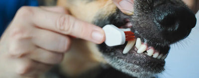 Preventing Periodontal Disease in Dogs: Why It Matters and How to Protect Your Pet's Smile