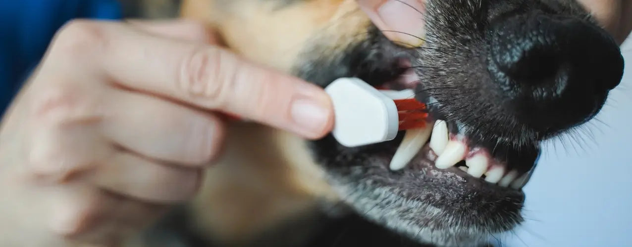 Preventing Periodontal Disease in Dogs: Why It Matters and How to Protect Your Pet's Smile