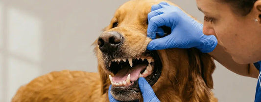 The Science of nHA: How Nano-Hydroxyapatite Is Redefining Canine Dental Care