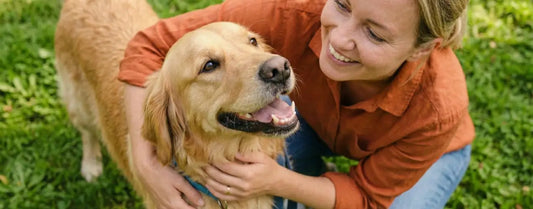 Understanding Inflammaging: The Biological Bottleneck Behind Every Senior Dog's Decline