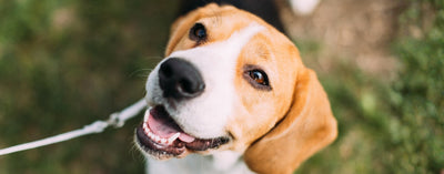 7 Common Dog Dental Health Myths – And the Truths Every Pet Parent Needs to Know