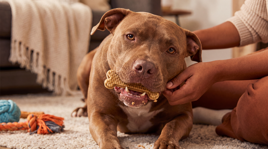 Periodontal Disease in Dogs: The 4 Stages Explained