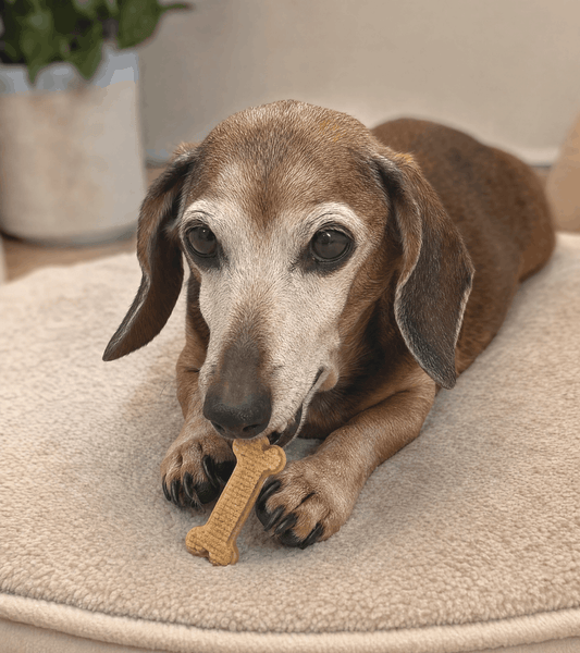 Dachshunds and Periodontal Disease: The Long-Jaw Paradox