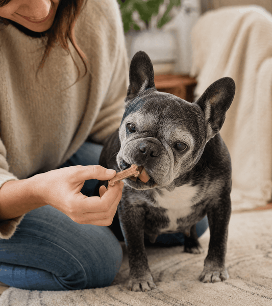Brachycephalic Dental Health: Why Frenchies, Pugs, and Bulldogs Need a Different Protocol