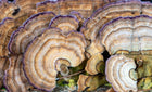 Turkey Tail Mushroom Extract