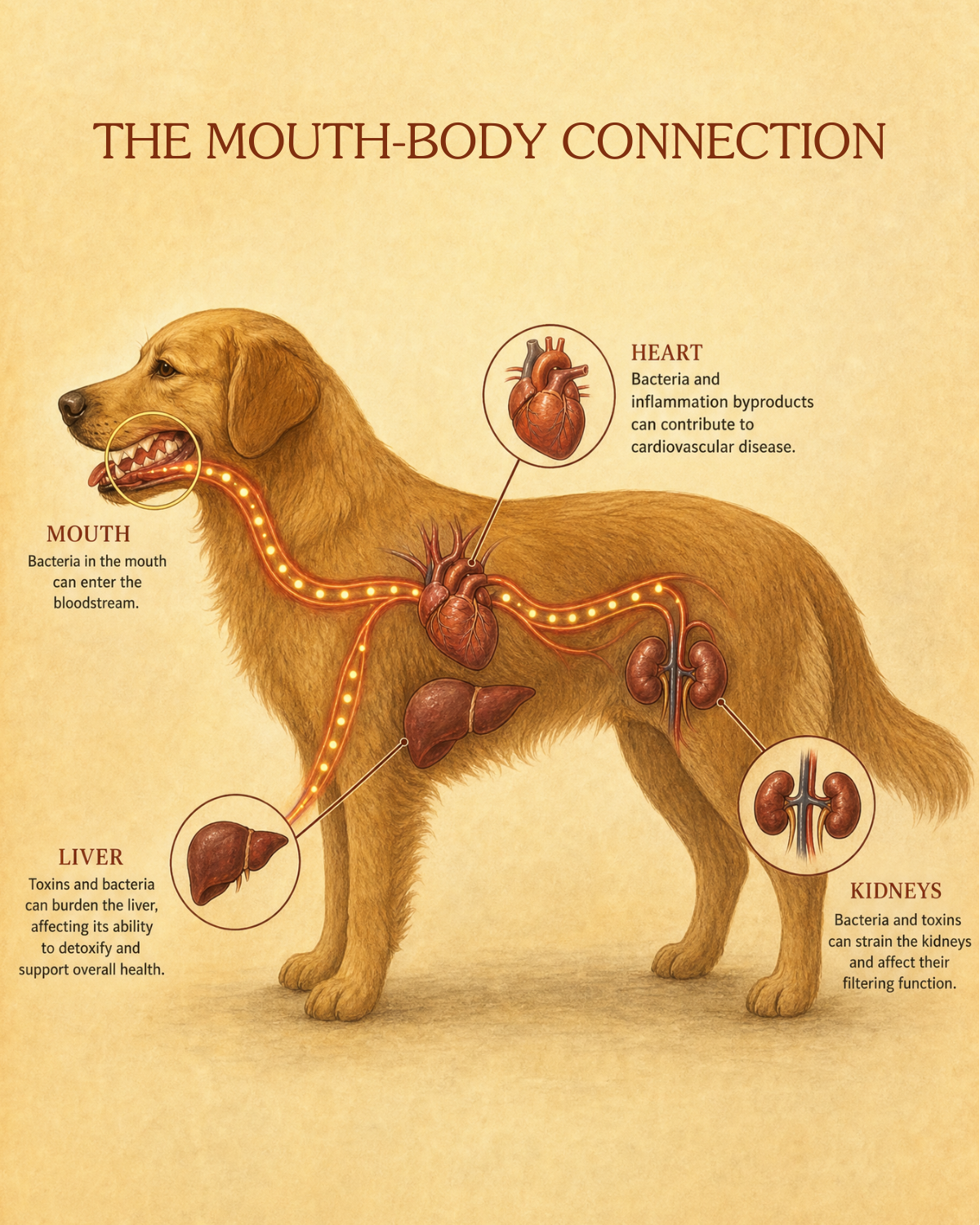 Anatomical illustration of a dog with lines showing bacterial spread from the mouth to the heart, kidneys and liver