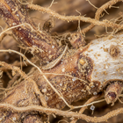 KSM-66™ Ashwagandha Root Extract