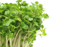 Broccoli Sprout Extract