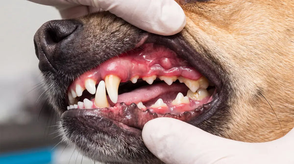 Dog showing signs of canine periodontal disease, gum inflammation, and tartar buildup.