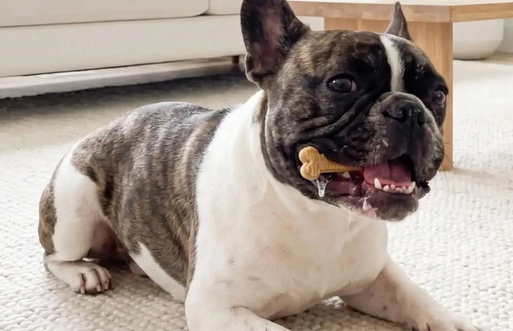 A happy brindle French Bulldog resting on a rug while enjoying an Arterra dental chew, designed for proactive oral care and enamel remineralization.