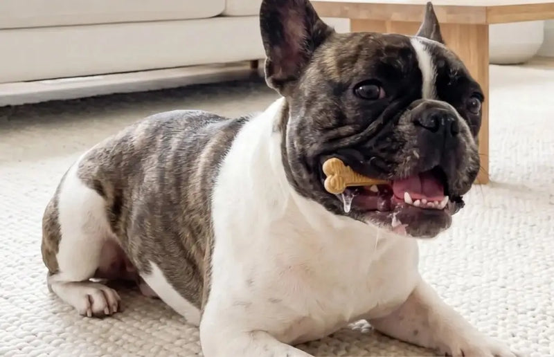 A happy brindle French Bulldog resting on a rug while enjoying an Arterra dental chew, designed for proactive oral care and enamel remineralization.