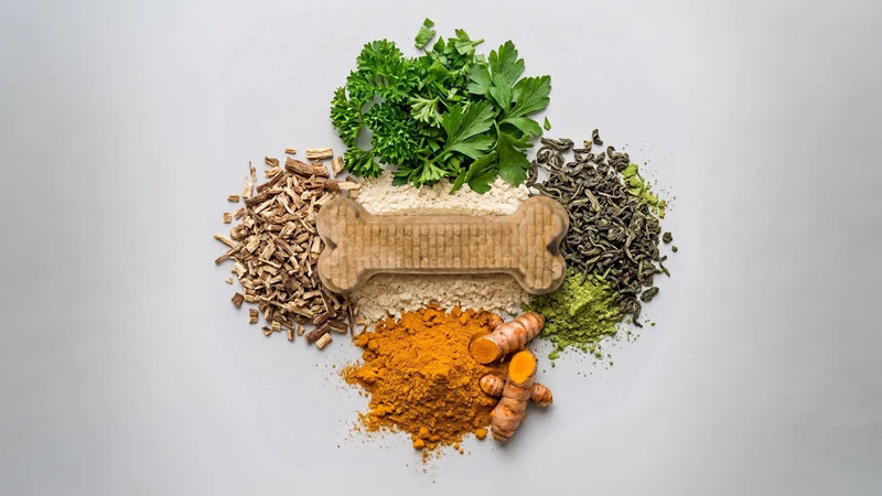 A bone-shaped Arterra Dental Chew surrounded by piles of natural ingredients like turmeric, fresh herbs, and green tea on a clean grey surface.