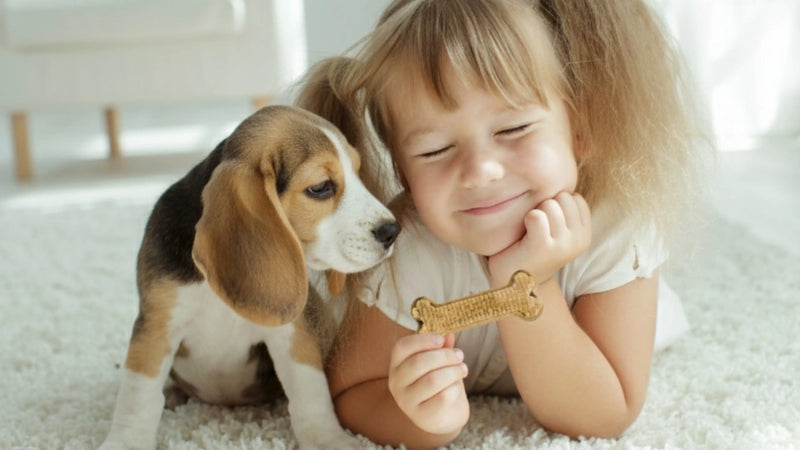 A smiling young girl holding a bone-shaped Arterra Dental Chew next to a Beagle puppy on a white rug.