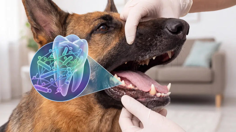 Veterinary dental examination showing a German Shepherd's teeth and a microscopic breakdown of oral bacteria biofilm.