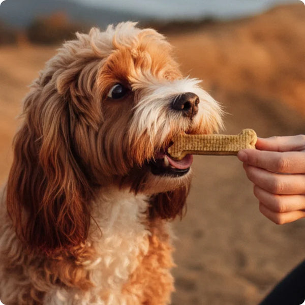 Proactive owner feeding Arterra dental chew to a small dog during outdoor activities for portable dental health support.