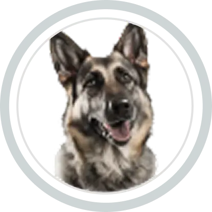 Dog Image