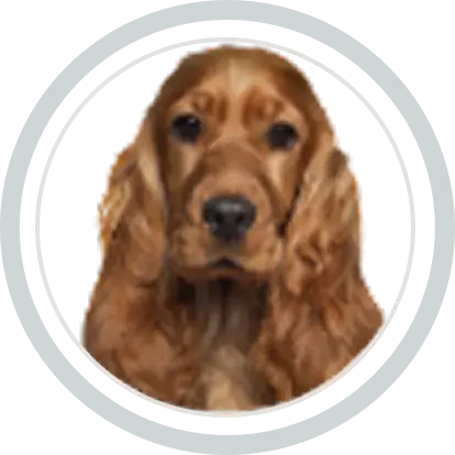 Dog Image