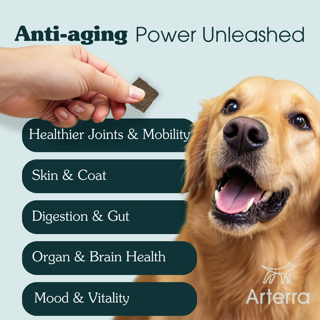The Longevity Multivitamin
