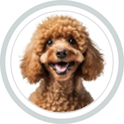 Dog Image