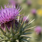 Milk Thistle Seed Oil