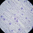 Chondroitin Sulfate (Bovine)