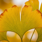 Ginkgo Biloba Leaf Extract