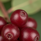 Schisandra Berry Extract