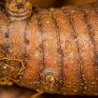 Turmeric Root Extract