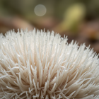 Lion’s Mane Mushroom Extract