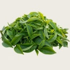 Green Tea Extract